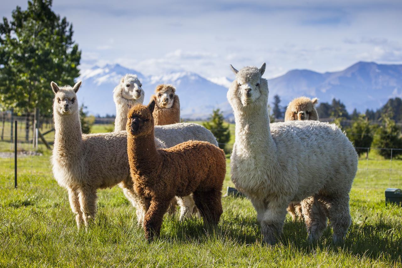 Criffel Station Farmstays Luggate Екстериор снимка