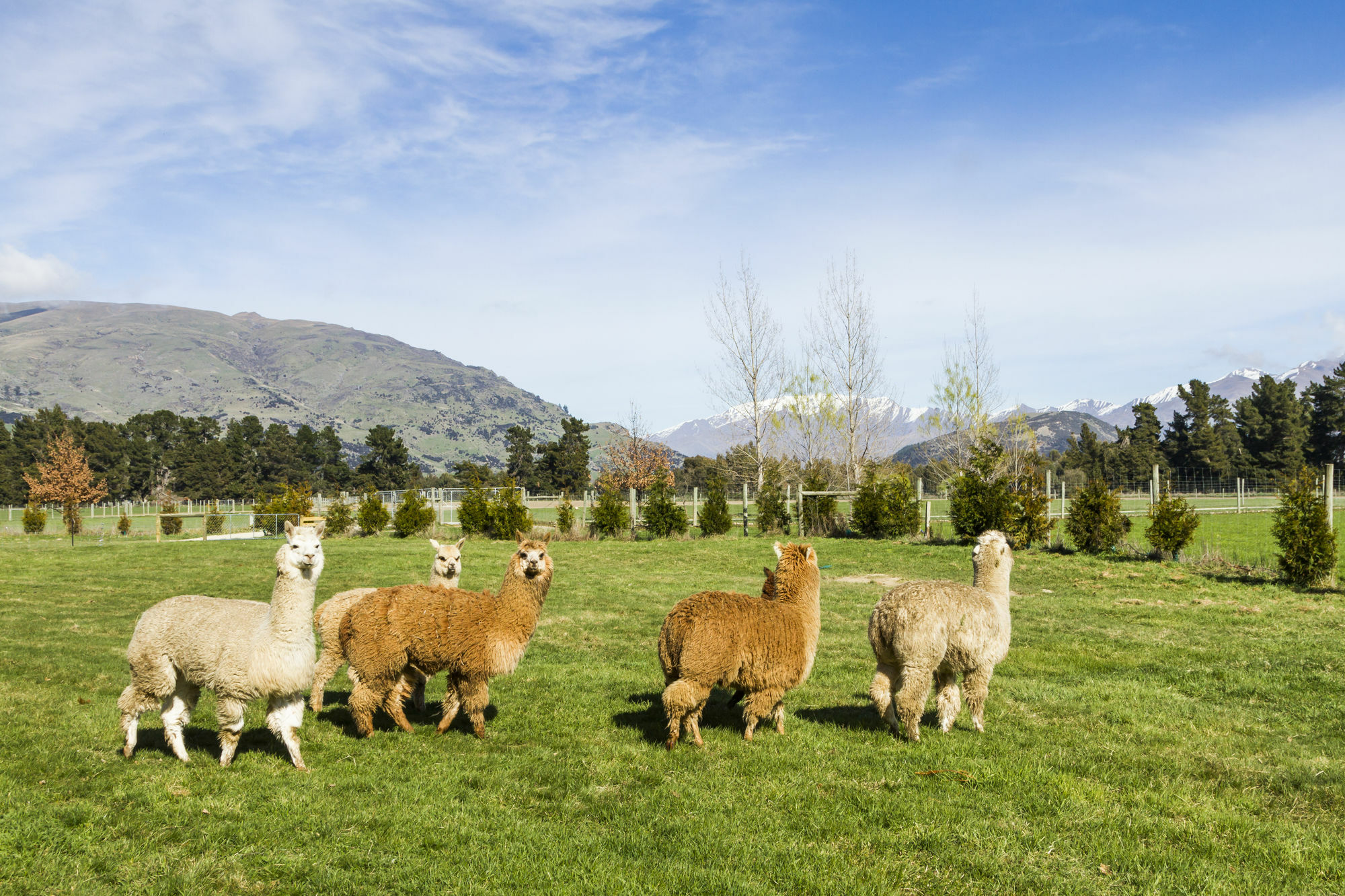 Criffel Station Farmstays Luggate Екстериор снимка