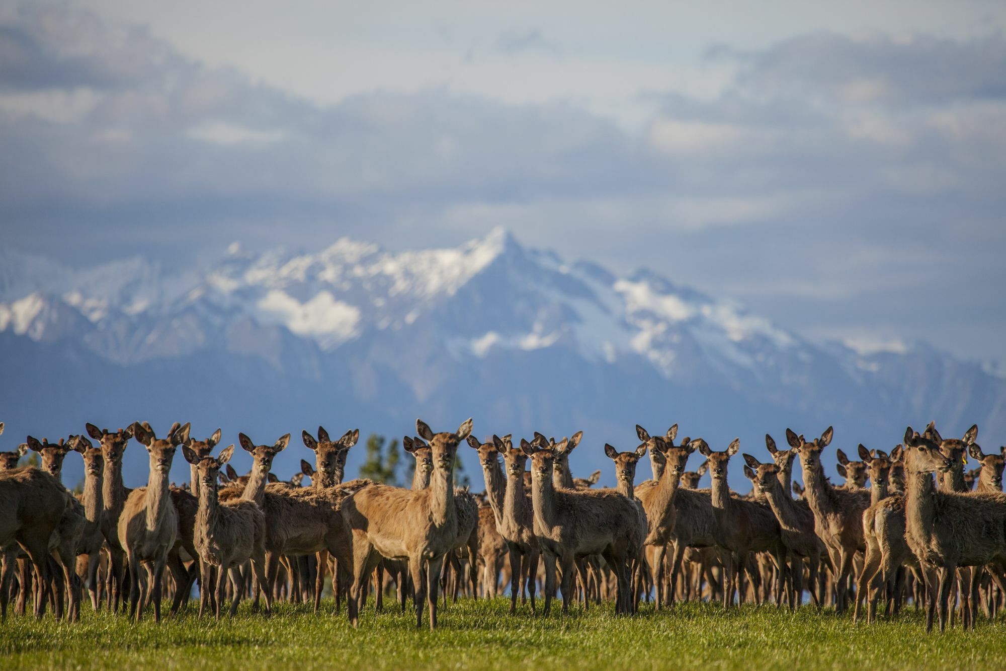 Criffel Station Farmstays Luggate Екстериор снимка
